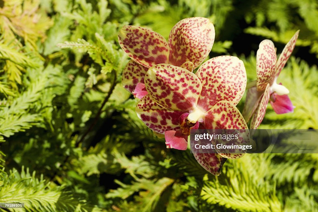 Close-up of flowers in a botanical garden, Hawaii Tropical Botanical Garden, Hilo, Big Island, Hawaii Islands, USA