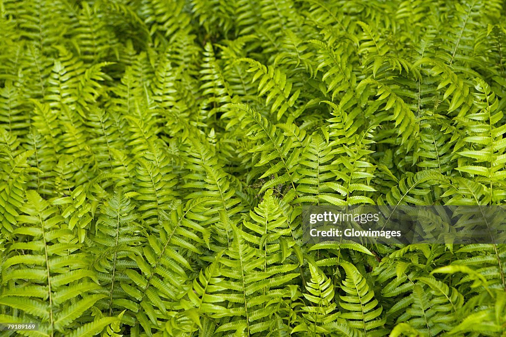 High angle view of ferns, Akaka Falls State Park, Big Island, Hawaii islands, USA