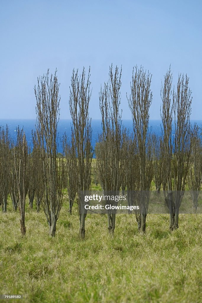 Bare trees in a field, Pololu Valley, Kohala, Big Island, Hawaii Islands, USA