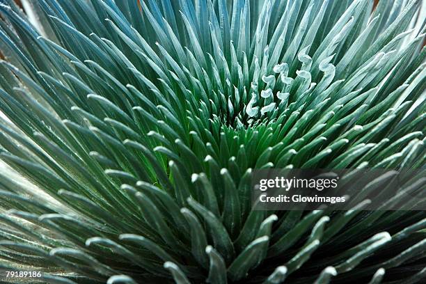 close-up of a silversword fern, haleakala national park, maui, hawaii islands, usa - argyroxiphium sandwicense stock-fotos und bilder