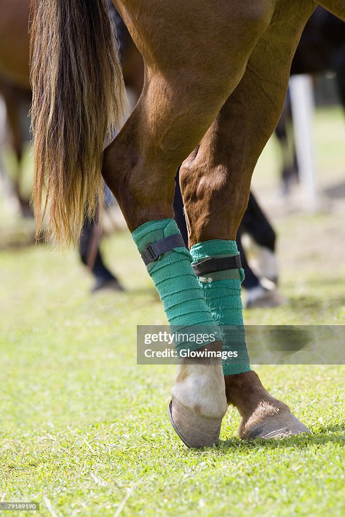 Close-up of horse legs wrapped with bandages