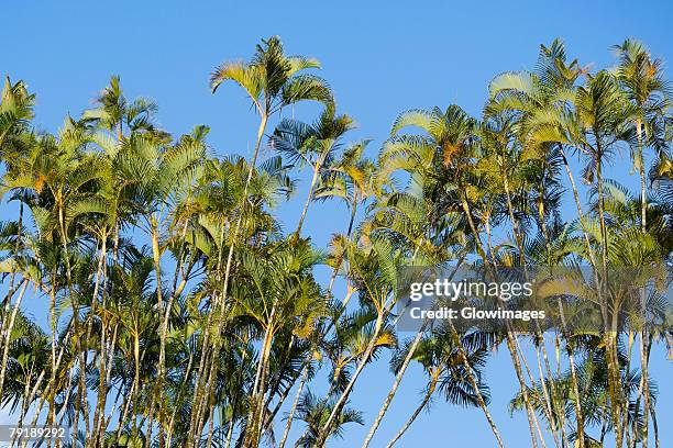 low angle view of ferns, akaka falls state park, hilo, big island, hawaii islands, usa - akaka state falls park stock pictures, royalty-free photos & images