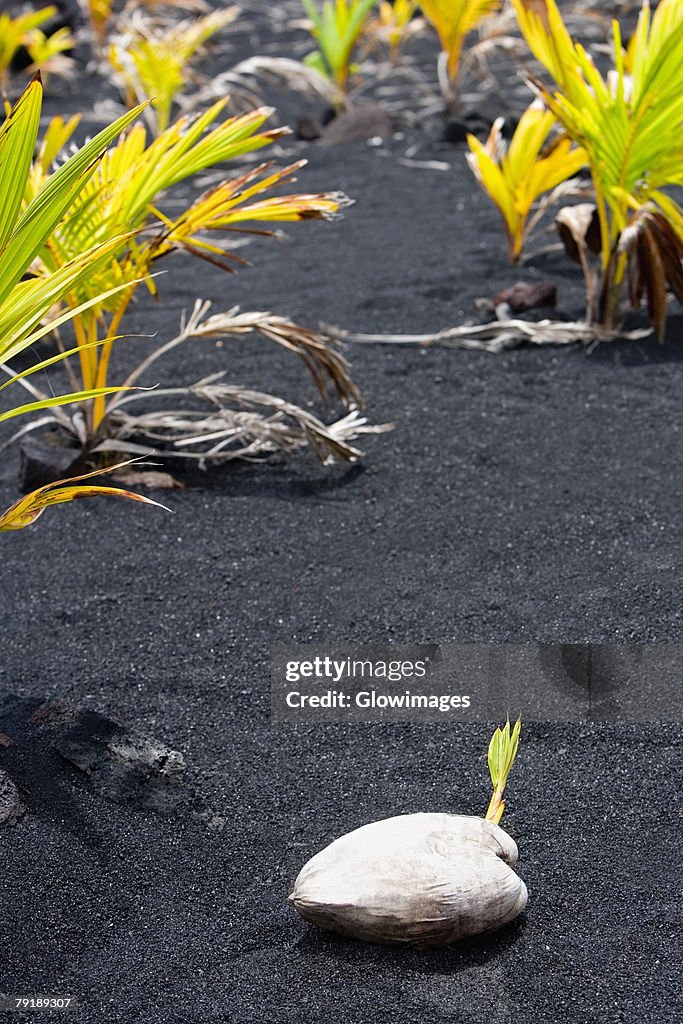 Coconut on black sand, Kalapana, Big Island, Hawaii Islands, USA