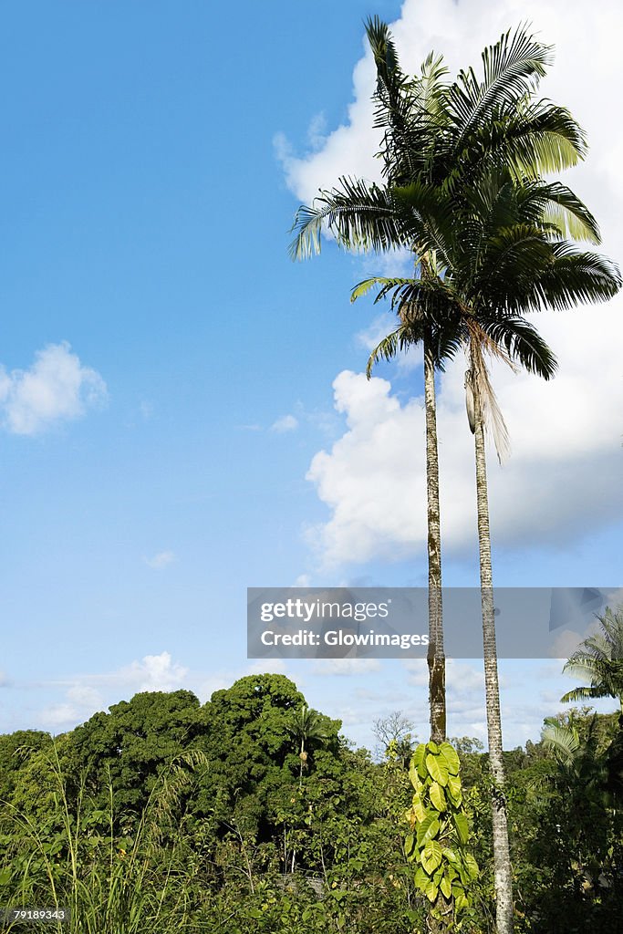 Low angle view of palm trees, Hilo, Big Island, Hawaii Islands, USA