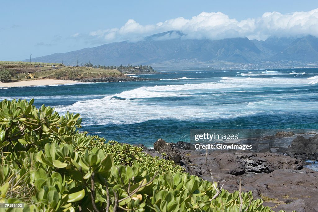 Plants on the coast, Hookipa Beach Park, Maui, Hawaii Islands, USA