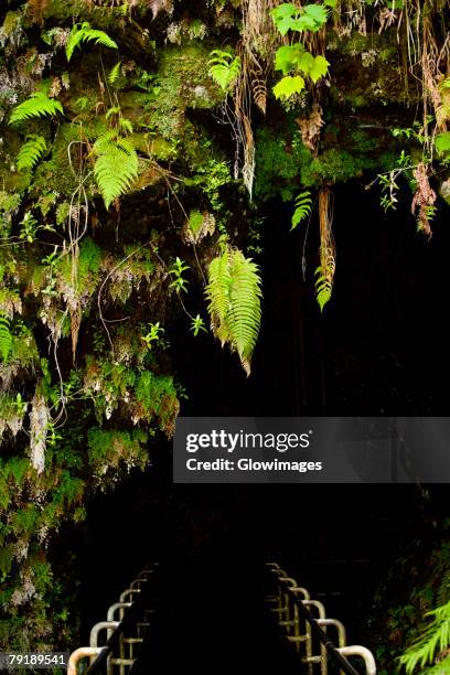 entrance of a tunnel, hawaii volcanoes national park, hawaii islands, usa - thurston lava tube stock pictures, royalty-free photos & images
