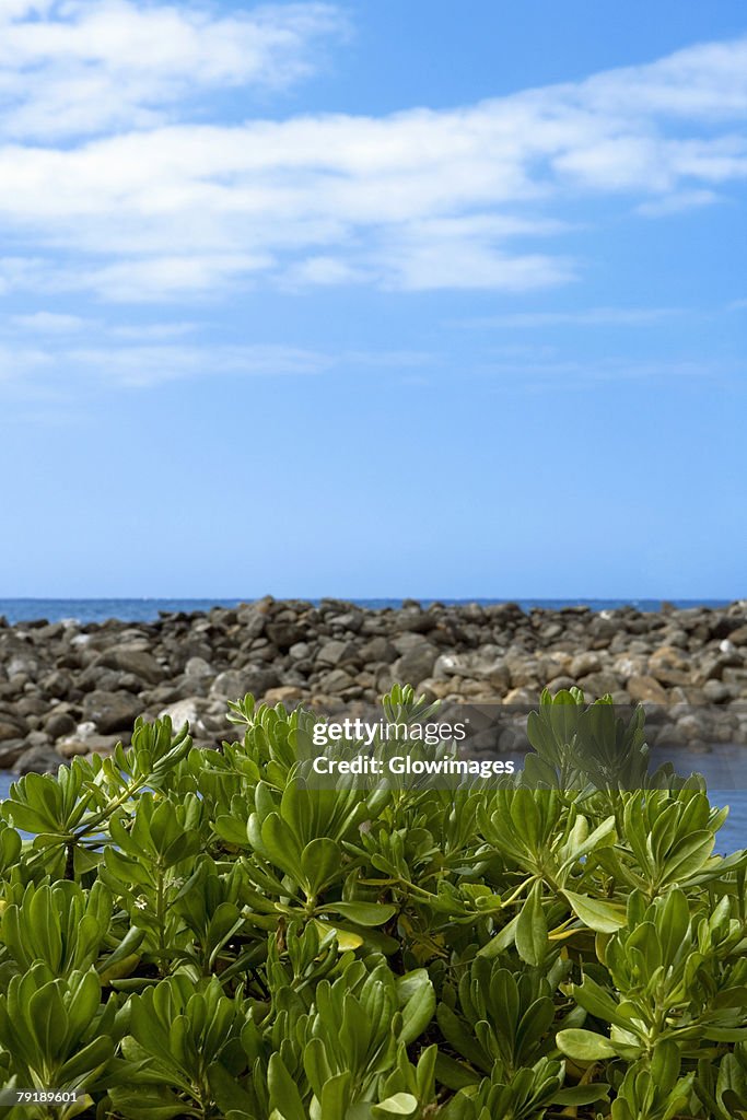 Plants on the beach, Pololu Valley, Kohala, Big Island, Hawaii Islands, USA