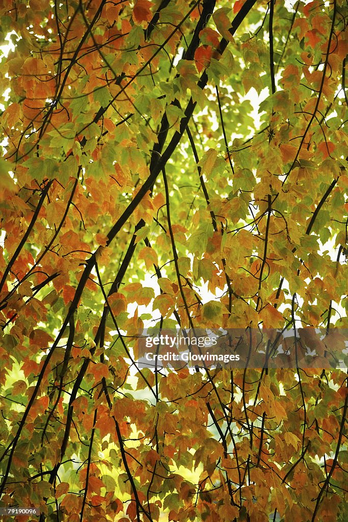 Low angle view of branches of a tree