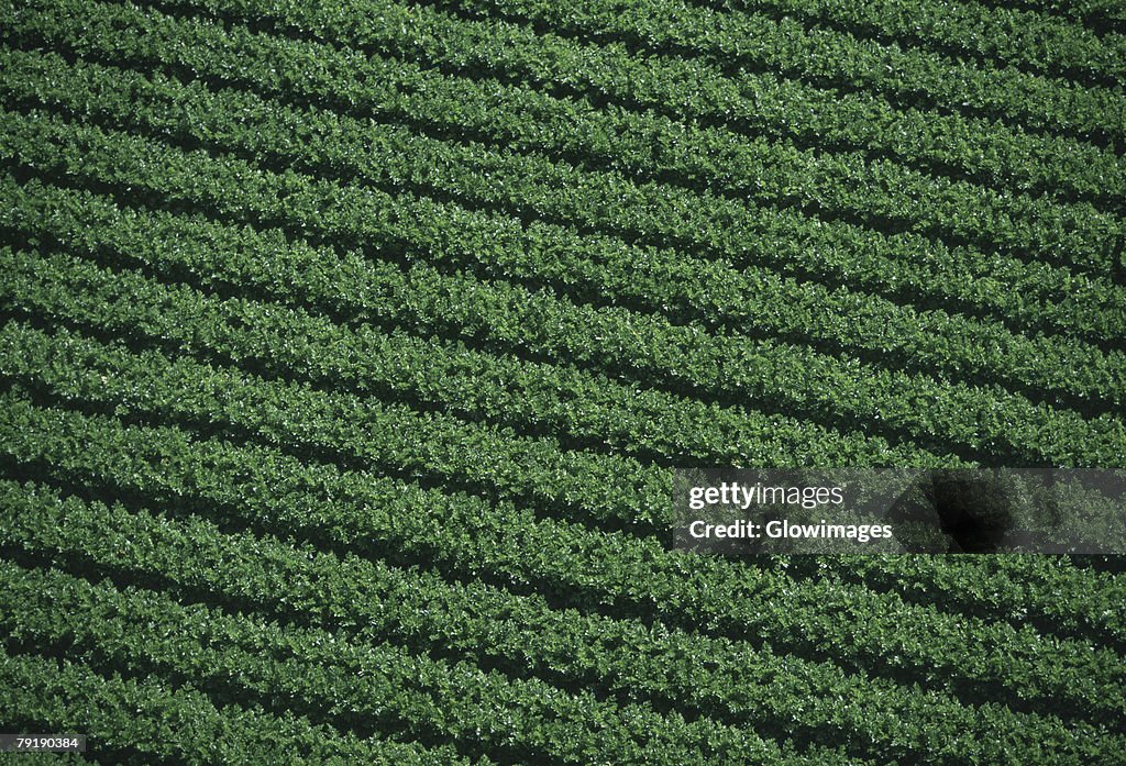 Aerial of farm fields