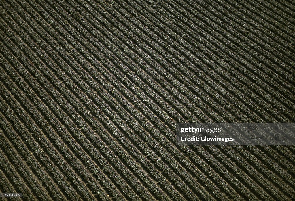 Aerial of red leaf lettuce field