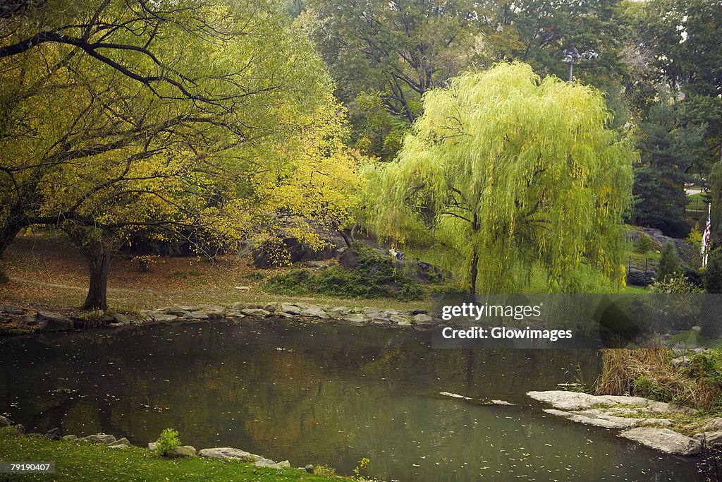 Reflection of trees in water, Central Park, Manhattan, New York City, New York State, USA