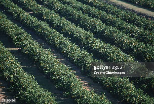 aerial of orange groves, florida - plantation florida stock pictures, royalty-free photos & images