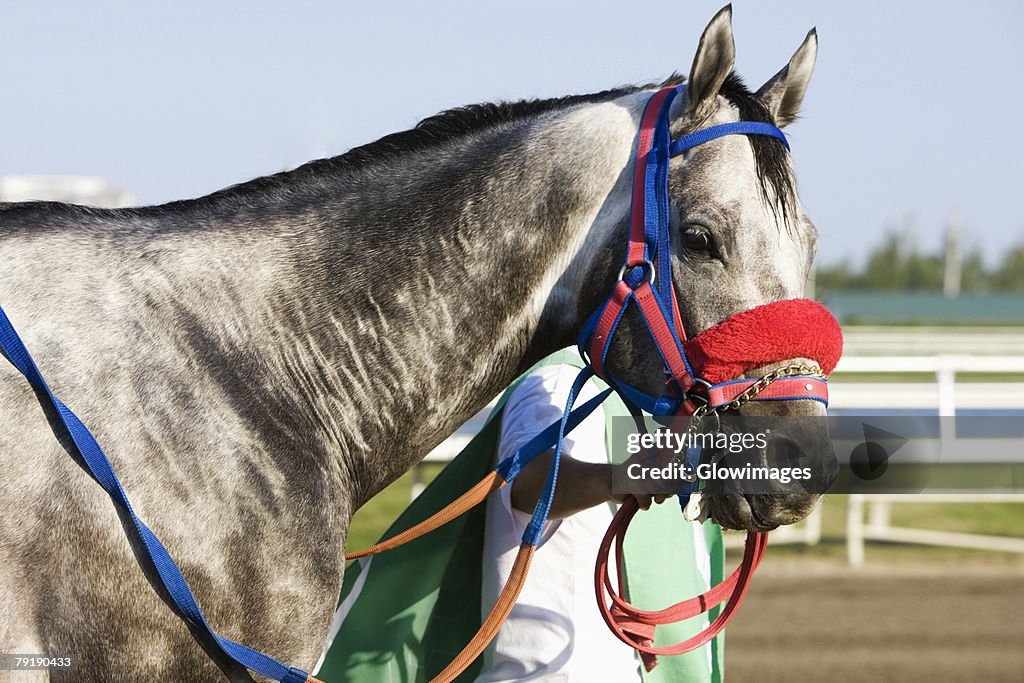 Side profile of a man holding the rein of a racehorse on a horseracing track