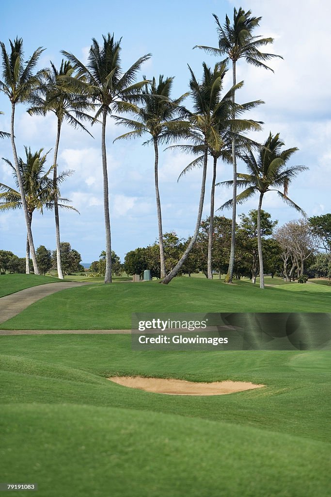 Palm trees in a golf course