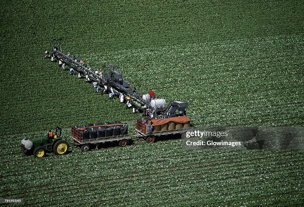 Aerial, harvesting head lettuce