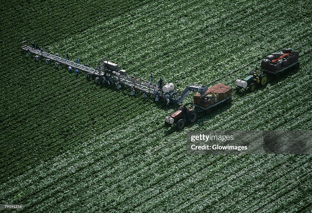 Aerial, harvesting head lettuce