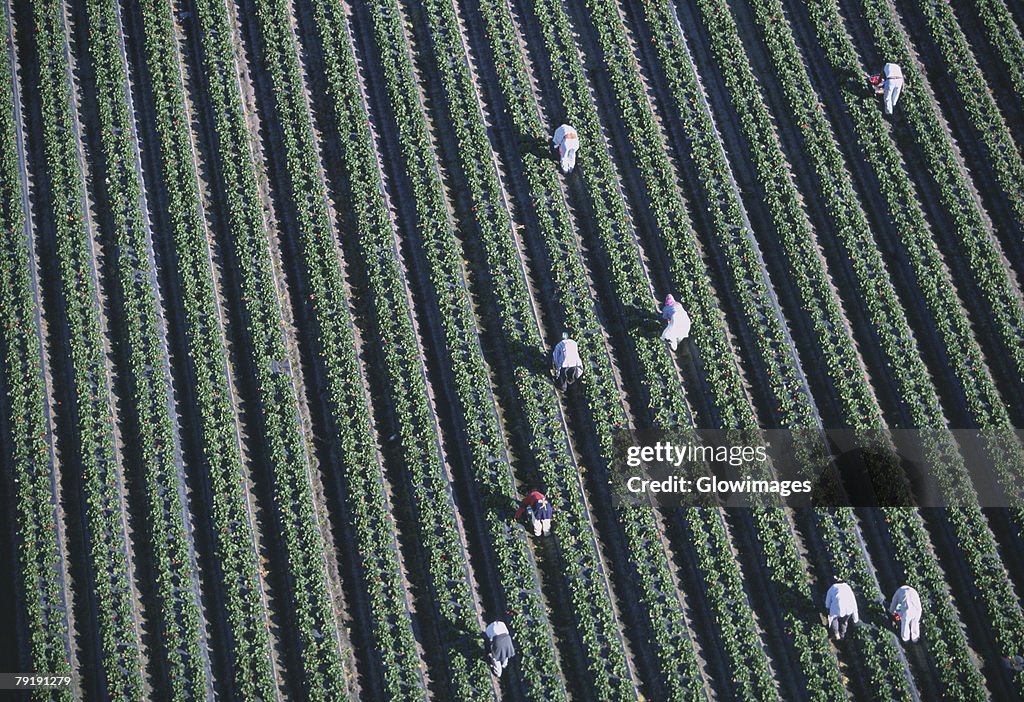 Workers harvesting strawberries, Florida