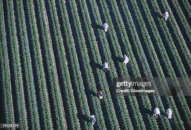 workers harvesting strawberries, florida - florida farm stock pictures, royalty-free photos & images