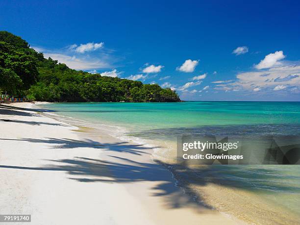 shadow of trees on the beach, providencia, providencia y santa catalina, san andres y providencia department, colombia - providencia colombia stock pictures, royalty-free photos & images