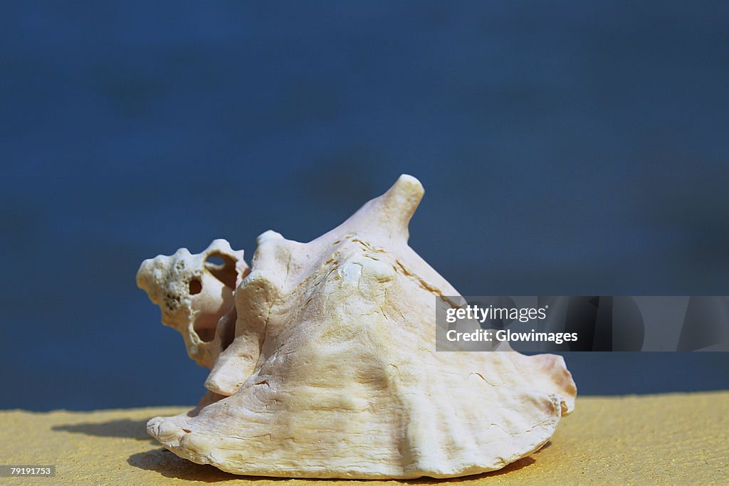 Close-up of a conch shell, Providencia y Santa Catalina, San Andres y Providencia Department, Colombia