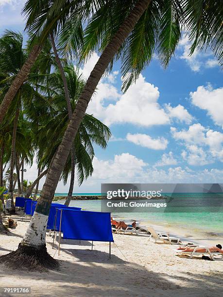 tourists sunbathing on the beach, spratt bight beach, san andres, providencia y santa catalina, san andres y providencia department, colombia - san andres colombia stock-fotos und bilder