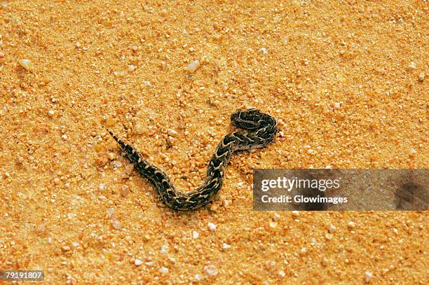 high angle view of a puff adder (bitis arietans) on the road, kruger national park, mpumalanga province, south africa - bitis arietans stock pictures, royalty-free photos & images