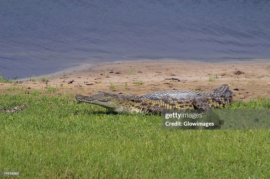 Nile crocodile (Crocodylus niloticus) resting on the river bank, Chobe National Park, Botswana