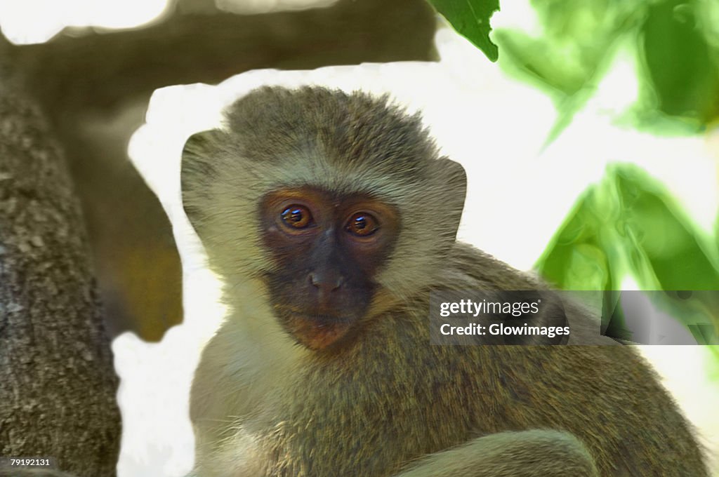 Close-up of a Vervet monkey (Cercopithecus aethiops) on a tree, Makalali Game Reserve, South Africa