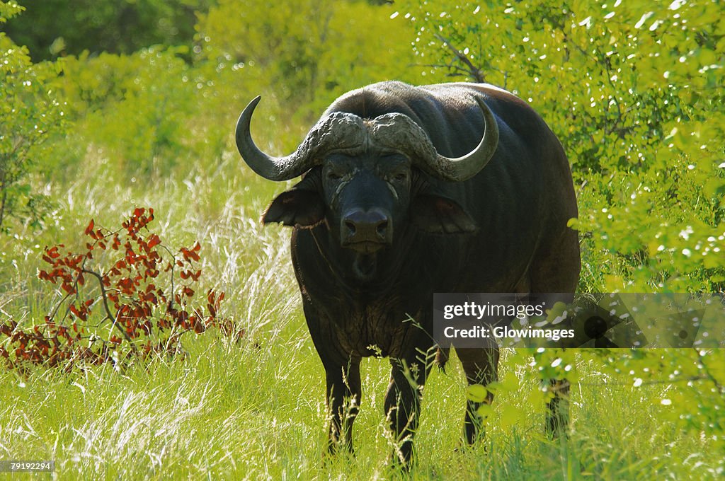 African Buffalo (Syncerus caffer) in a forest, Motswari Game Reserve, South Africa