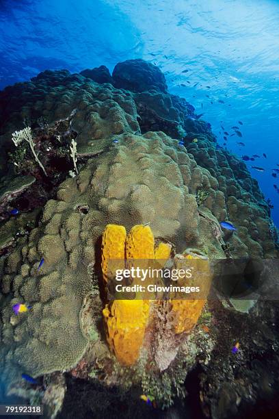 high angle view of branching tube sponge (pseudoceratina crassa) underwater, cayman islands - branching coral stockfoto's en -beelden