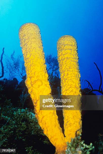 close-up of branching tube sponge (pseudoceratina crassa) underwater, belize - branching coral stockfoto's en -beelden