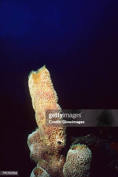 close-up of a branching vase sponge (callyspongia vaginalis) underwater, saba, west indies - branching coral stockfoto's en -beelden