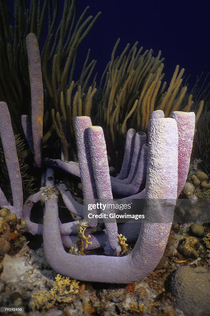 Close-up of a Stovepipe Sponge (Aplysina Archeri) underwater, Bonaire, Netherlands Antilles