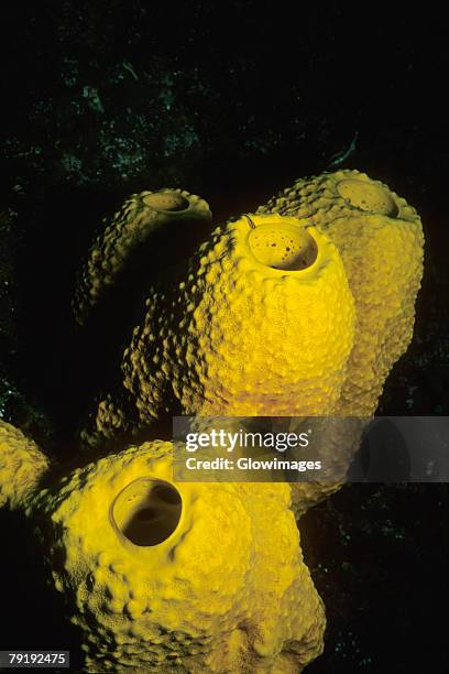 close-up of branching tube sponge (pseudoceratina crassa) underwater, cayman islands, west indies - branching coral stockfoto's en -beelden