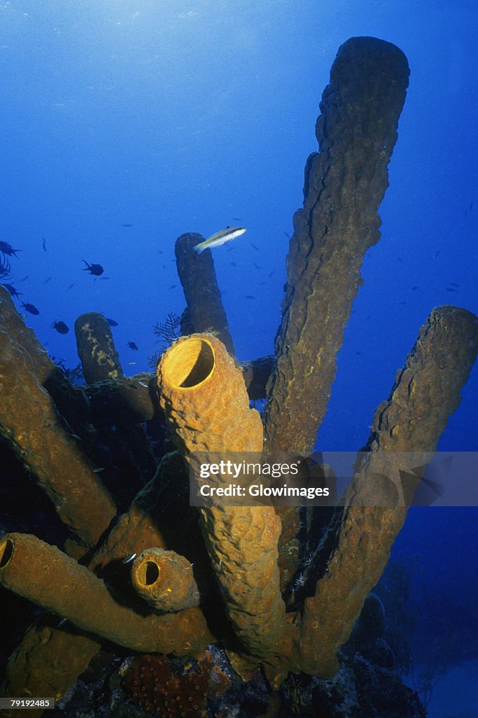 Close-up of Branching Tube Sponge (Pseudoceratina crassa) underwater, Turks and Caicos Islands, West Indies