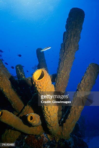 close-up of branching tube sponge (pseudoceratina crassa) underwater, turks and caicos islands, west indies - branching coral stock pictures, royalty-free photos & images