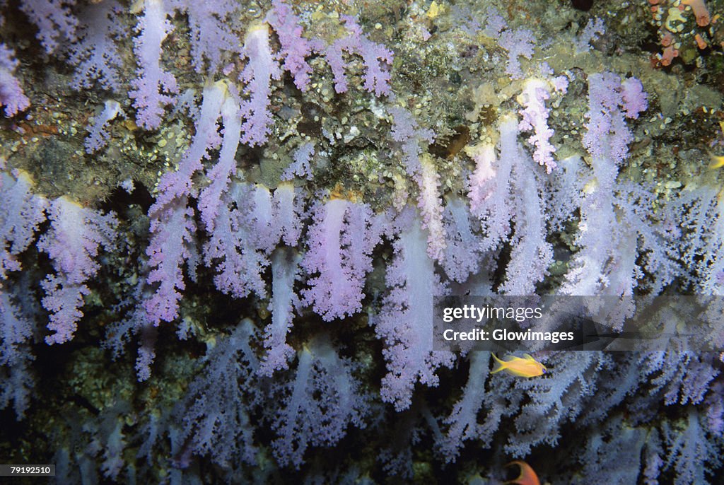 Close-up of lavender soft coral underwater, Maldives