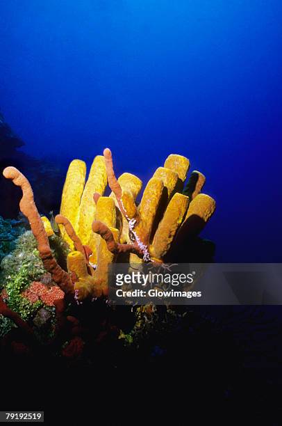 close-up of a branching tube sponge (pseudoceratina crassa), cayman islands, west indies - branching coral stockfoto's en -beelden