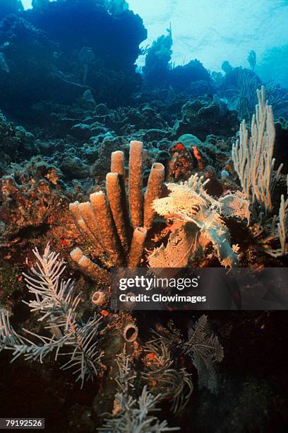 close-up of brown tube sponge (agelas conifera) underwater, roatan, bay islands, honduras - conifera stockfoto's en -beelden