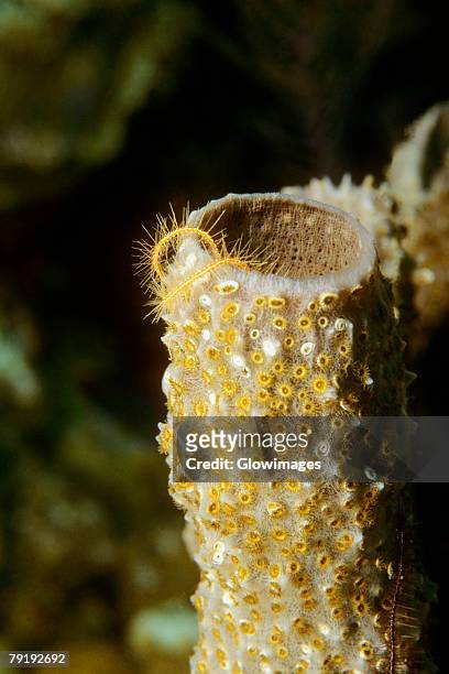 close-up of branching vase sponge (callyspongia vaginalis) underwater, belize - branching coral stockfoto's en -beelden