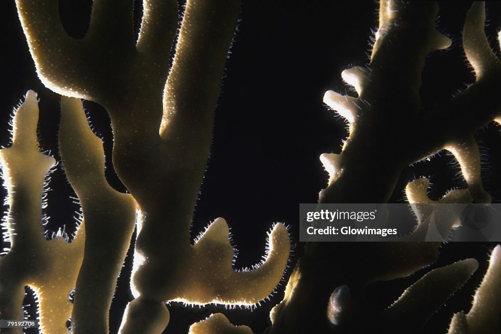 Close-up of a Branching Fire Coral (Millepora Alcicornis) underwater, Cayman Islands