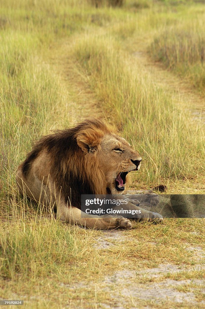 Lion (Panthera leo) sitting in a path and yawning, Okavango Delta, Botswana