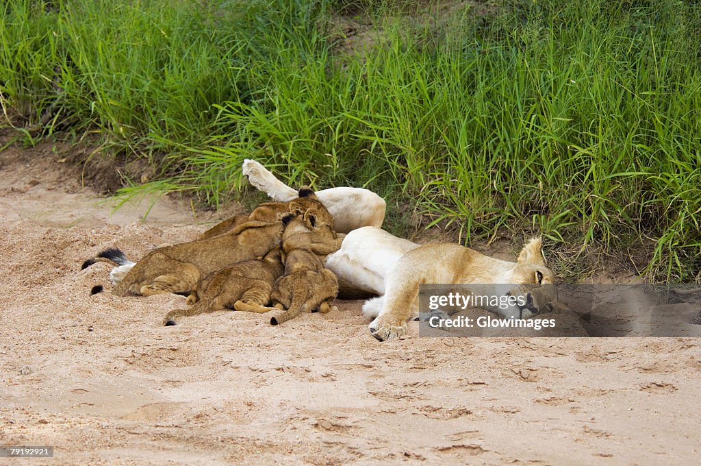 Lioness (Panthera leo) with suckling cubs in a forest, Motswari Game Reserve, Timbavati Private Game Reserve, Kruger National Park, Limpopo, South Africa