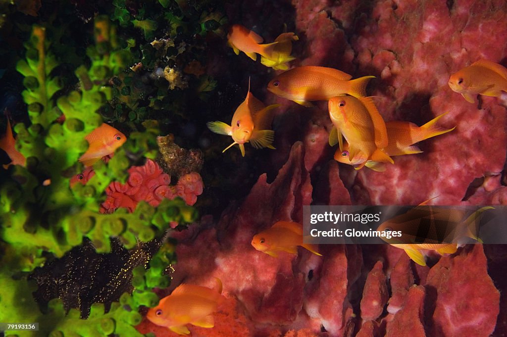 Lyre-Tail Anthias fish (Pseudanthias squamipinnis) underwater, North Sulawesi, Sulawesi, Indonesia
