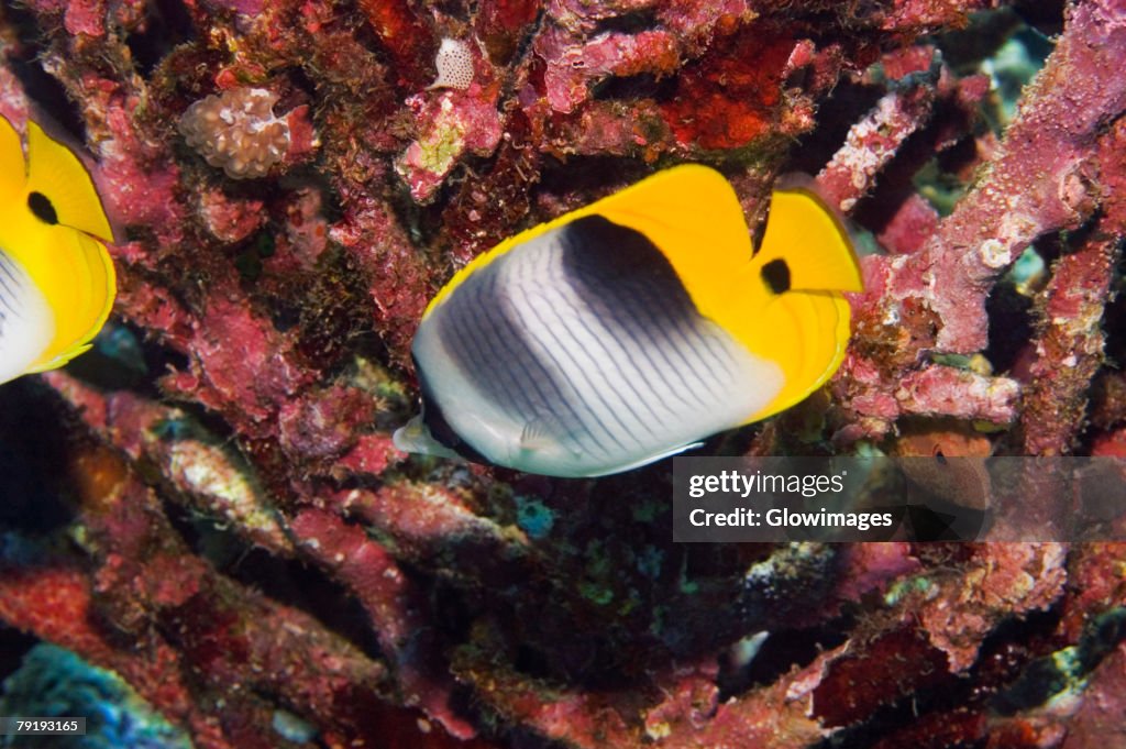 Two Saddleback butterflyfish (Chaetodon ephippium) swimming underwater, Papua New Guinea