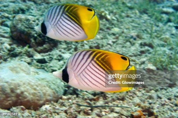 323 Threadfin Fish Stock Photos, High-Res Pictures, and Images - Getty ...