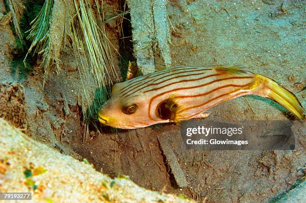 striped puffer (arothron manilensis) swimming underwater, papua new guinea - arothron puffer stock pictures, royalty-free photos & images