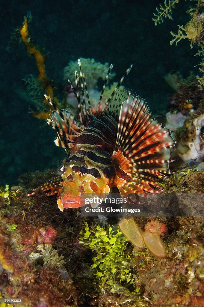 Mombasa Lionfish swimming underwater, North Sulawesi, Sulawesi, Indonesia