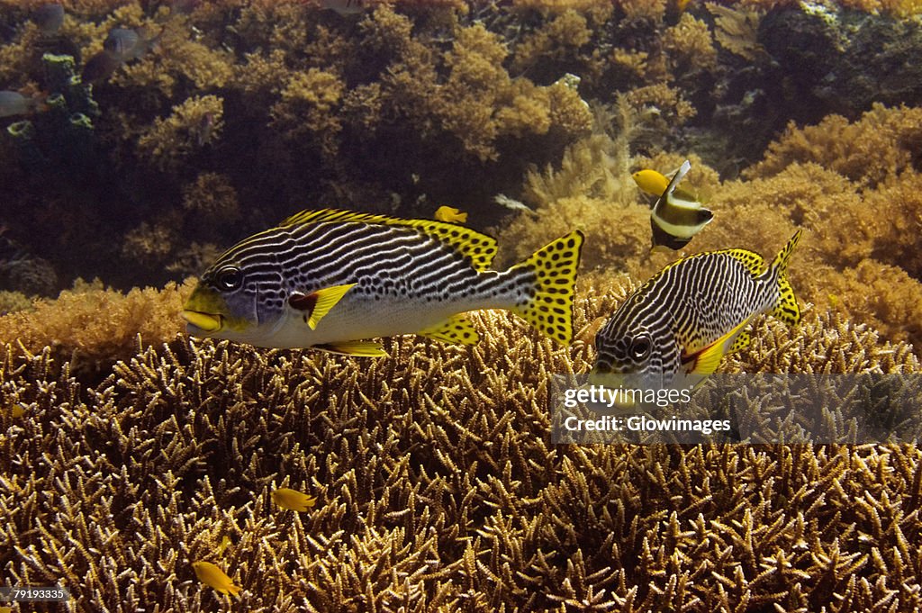 Two Diagonal-Banded sweetlips (Plectorhinchus lineatus) swimming underwater, North Sulawesi, Sulawesi, Indonesia