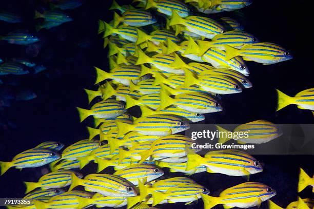 school of bluelined snappers swimming underwater, north sulawesi, sulawesi, indonesia - lutjanus kasmira stock pictures, royalty-free photos & images